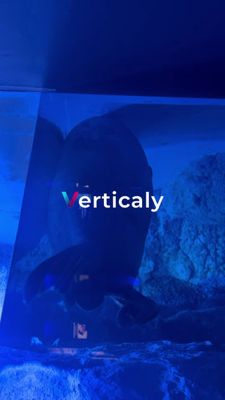 水族館、優雅に泳ぐ