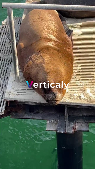 海に佇むオットセイ