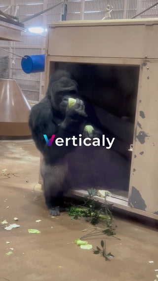 ゴリラ、キャベツを食べる