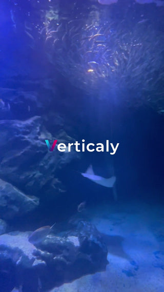 水中世界、魚の群れ