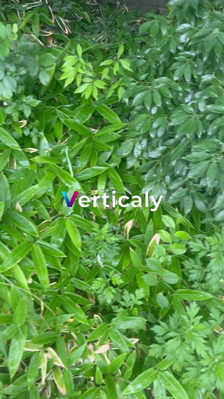 緑豊かな葉、爽やかな