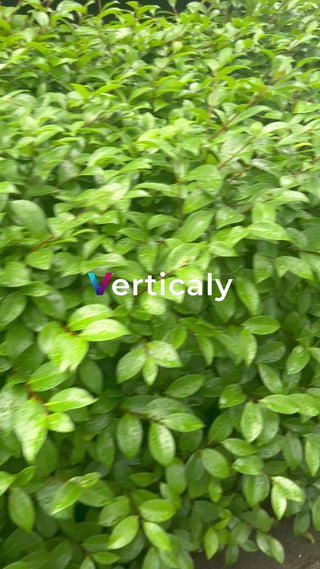 緑葉の茂み、瑞々しい生命力