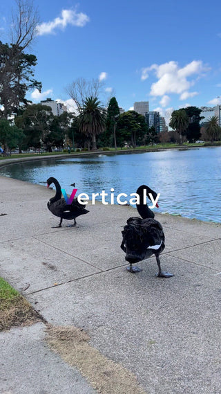 黒鳥と水辺の風景