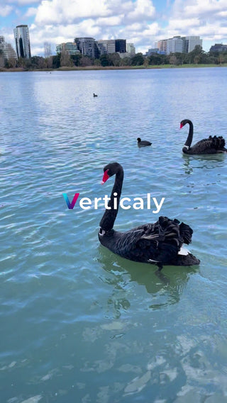 水面を泳ぐ黒鳥たち