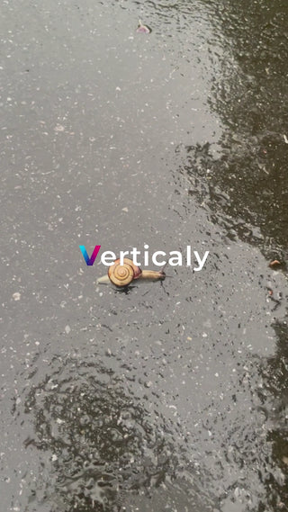 雨上がりのアスファルト、カタツムリ