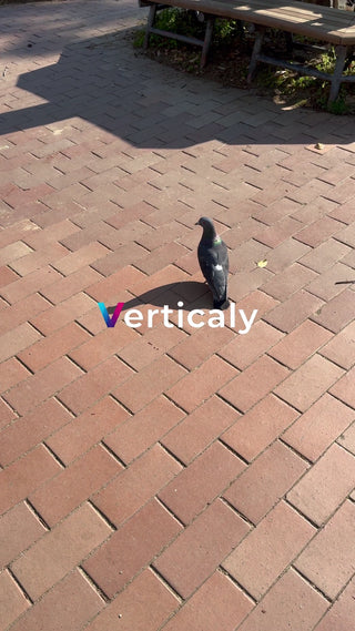 レンガ敷きの道、鳩の日常