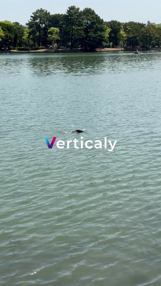 水面を泳ぐ黒い影