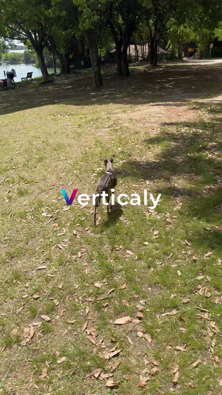 公園を散歩するイタグレ