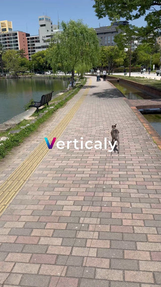 公園散歩、愛犬と穏やかな午後