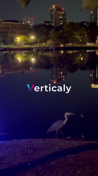 水辺で佇む蒼鷺