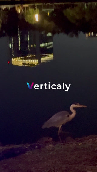 夕暮れの鳥、水面に佇む