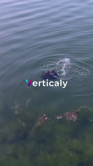 水面に現れる生き物