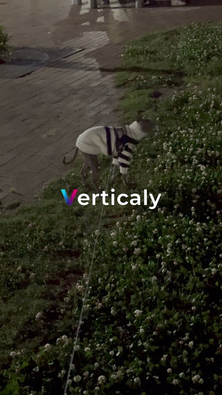 犬と散歩、おしゃれコーデ