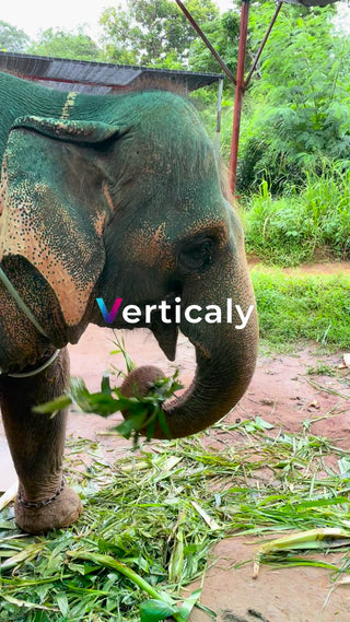 象が草を食べる午後