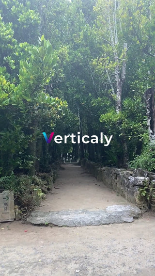 緑豊かな並木道散歩