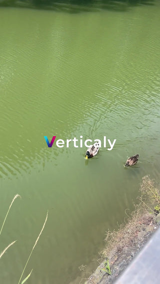 水面に浮かぶ2羽の鴨