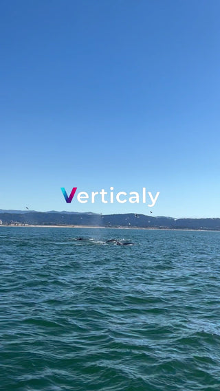 海で戯れるイルカたち