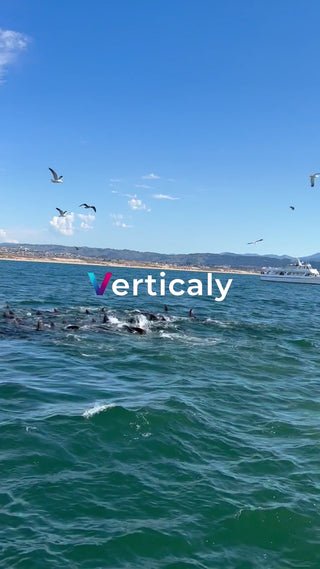 海に集まるアシカの群れ