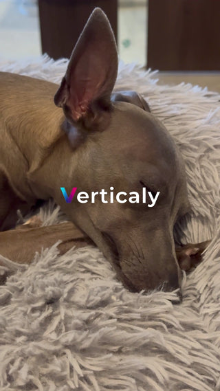 眠るイタグレ、ふわふわベッド