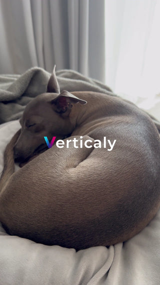 丸くなる愛犬、穏やかな時間