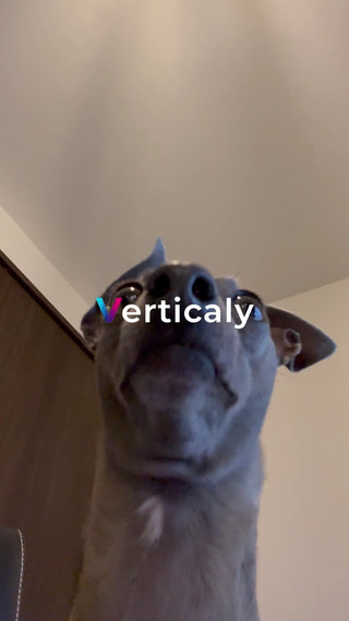 見下ろす犬の視線