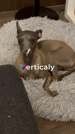 愛犬とふわふわベッド