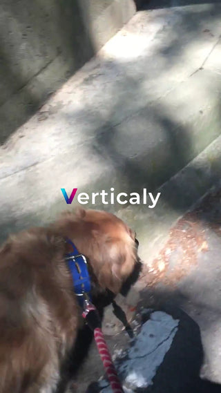 愛犬と散歩、階段を降りる