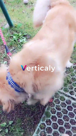 犬と触れ合う、穏やかな時間