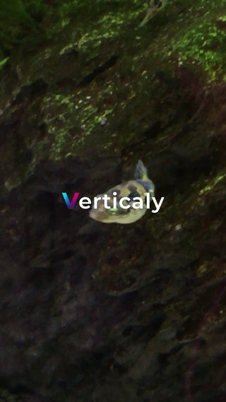 水槽の中で泳ぐ魚