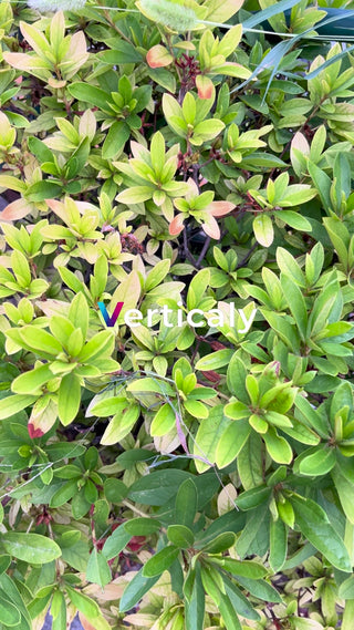 新緑の葉、生命力感じる