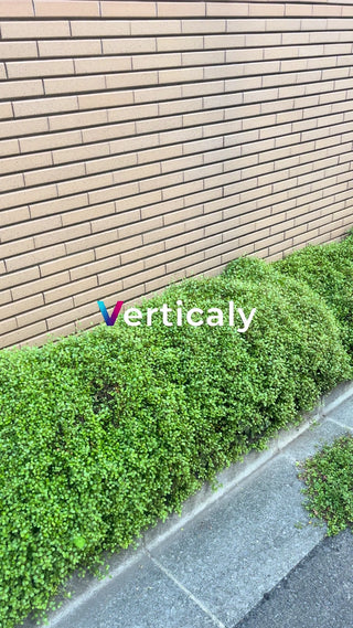 緑の草木とレンガの壁