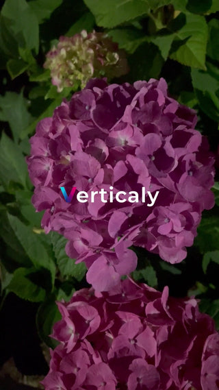 紫色の紫陽花、咲き誇る