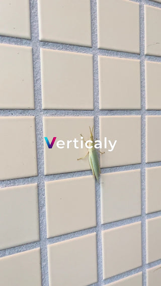 タイル張りの壁に虫