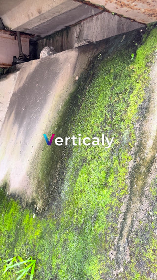 苔むすコンクリート壁