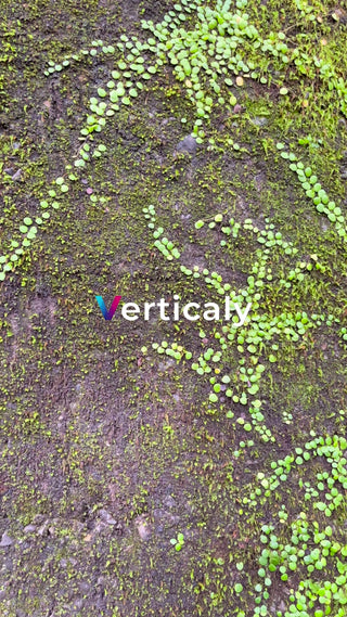 苔むす岩肌と緑