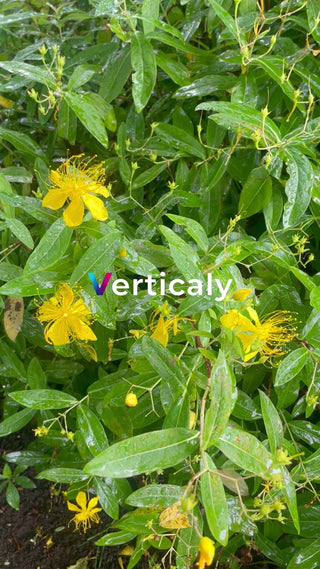 雨上がりの花、輝く