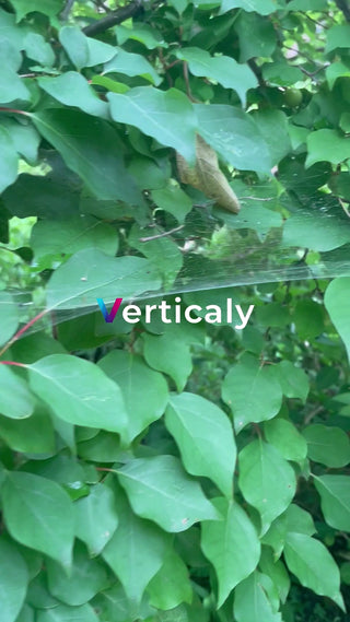 新緑の中の蜘蛛の巣