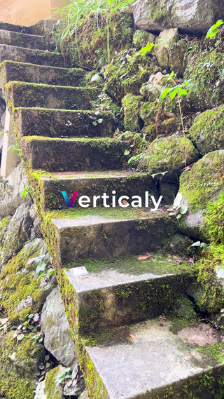 苔むす階段、自然の造形