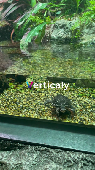 水槽の中で佇むカメ