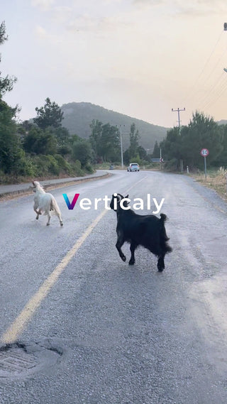 道を行くヤギの群れ