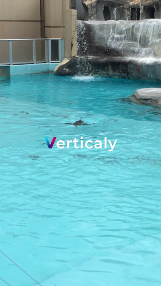 プールで泳ぐペンギン