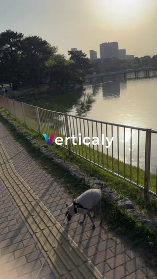 公園散歩、犬と穏やかな時間