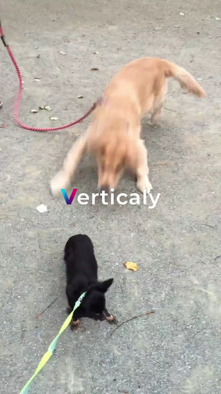 犬と散歩、楽しい時間