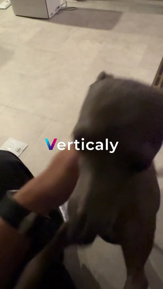 犬と触れ合う午後