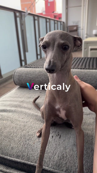 愛犬と穏やかな時間