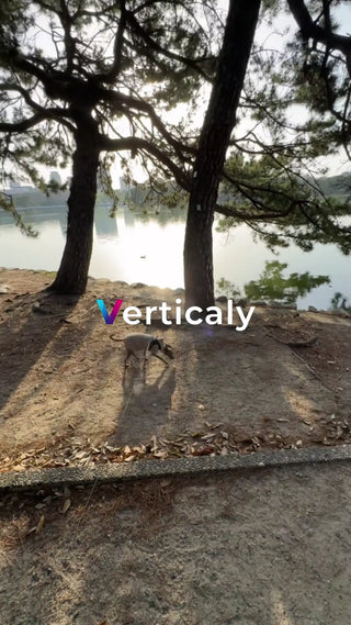 愛犬と公園をお散歩