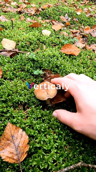 森の中で見つけたキノコ