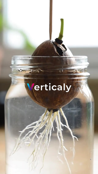 アボカド発芽の様子