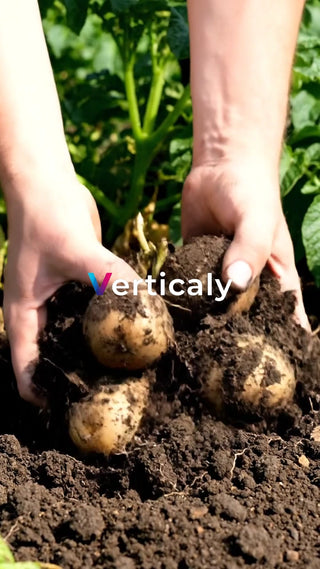 土から採れたジャガイモ