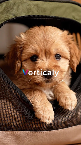 愛犬と過ごす、癒やしの時間